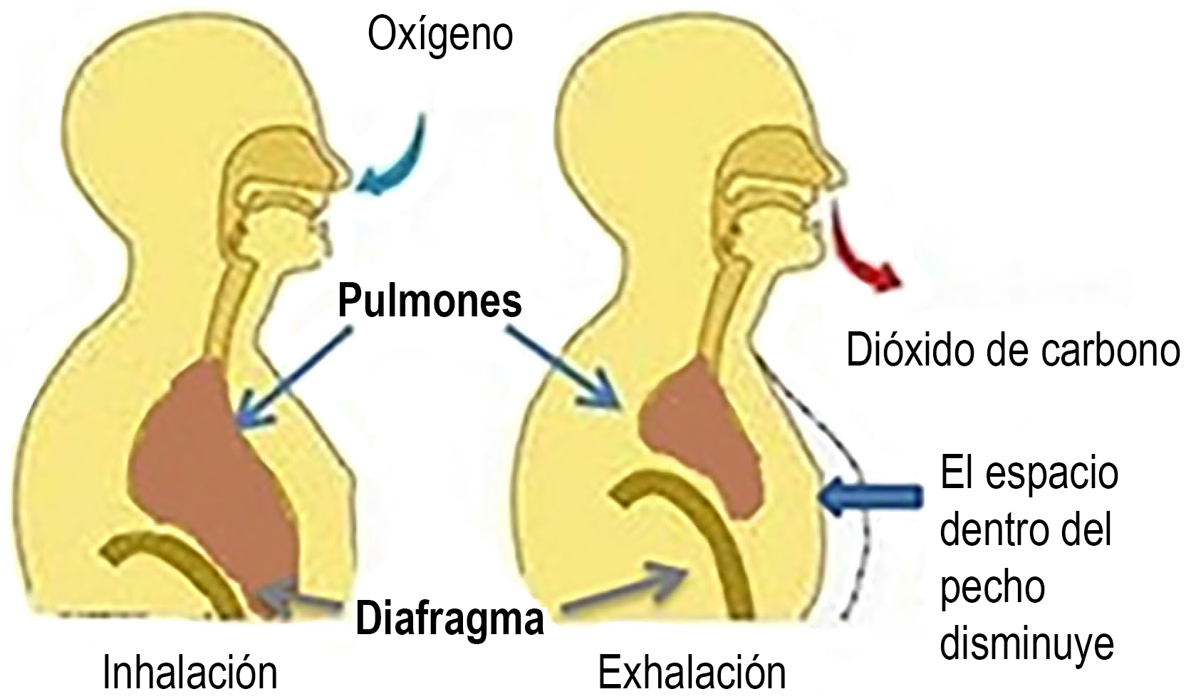 Ilustración de cómo funciona la respiración.  Inhalación: El oxígeno entra al cuerpo y llega a los pulmones. El diafragma permite que los pulmones se ensanchen.  Exhalación: El espacio del interior del tórax disminuye a medida que se exhala el aire que contiene dióxido de carbono.