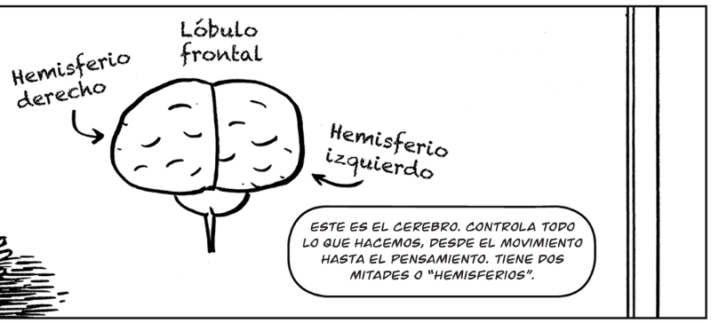 Este es el cerebro. Controla todo lo que hacemos, desde el movimiento hasta el pensamiento. Tiene dos  mitades o “hemisferios”.