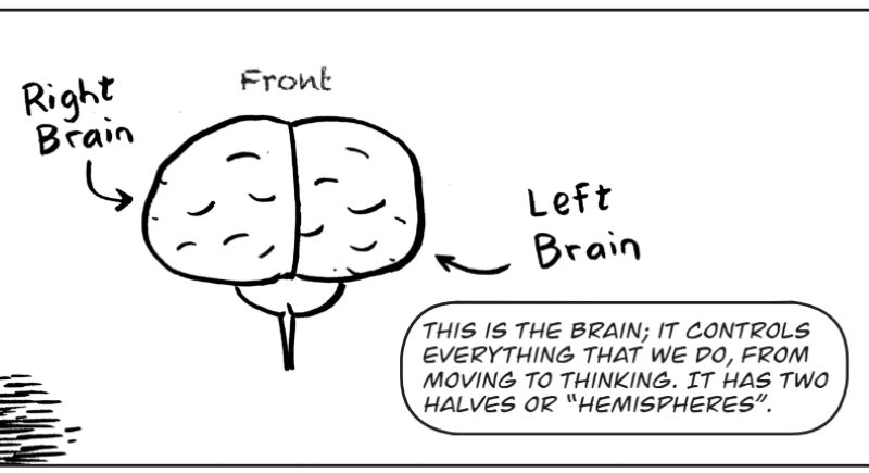 This is the brain; it controls everything that we do, from moving to thinking.