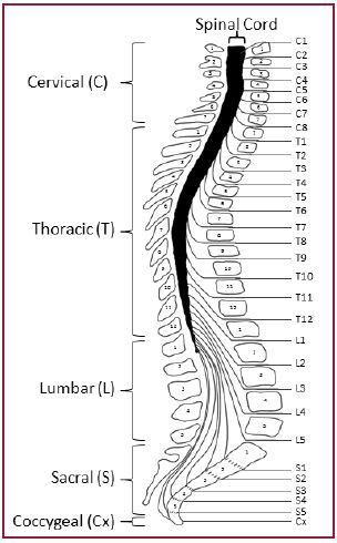 Diagrama de la médula espinal que muestra sus cinco secciones: cervical, torácica, lumbar, sacra y coccígea.