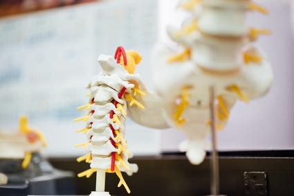 Model spinal column