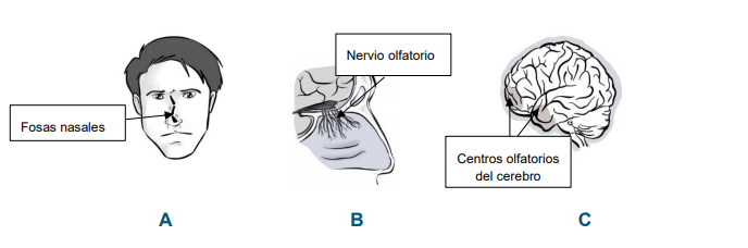 Diagrama A: Ilustración que muestra las fosas nasales, que conducen a la cavidad nasal. Diagrama B: Ilustración que muestra el nervio olfatorio, que va desde sus receptores en la mucosa nasal hasta el prosencéfalo. Diagrama C: Ilustración que muestra los centros olfatorios, situados en el lóbulo temporal del cerebro.