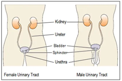 Bladder Management Options Following Spinal Cord Injury