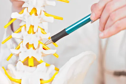 A model of a spinal cord, with a person pointing to a vertebra