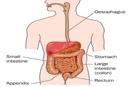 A diagram of the human digestive system