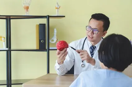 Doctor looking at model of a brain
