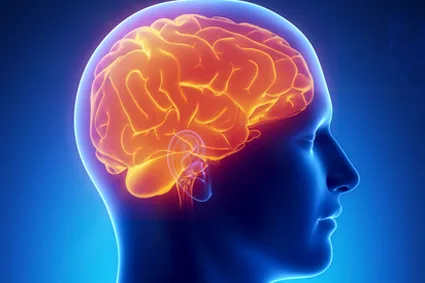 Illustration of brain
