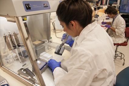 Researcher in a lab working with stem cells