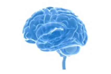 Image of brain