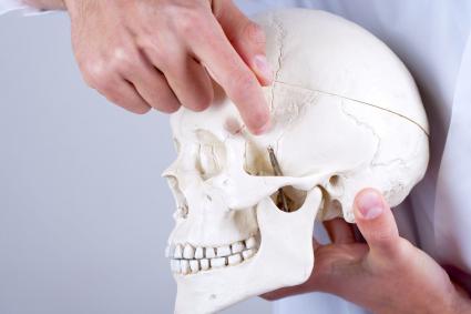 Photo of person holding a model of a skull