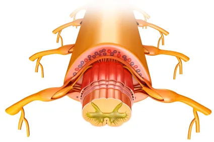Illustration of cross-section of spinal cord
