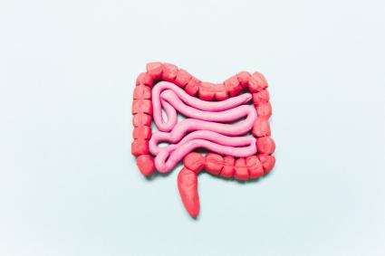 Illustration of bowels