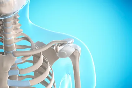 Illustration of skeletal shoulder