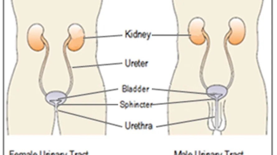 Bladder Management Options Following Spinal Cord Injury