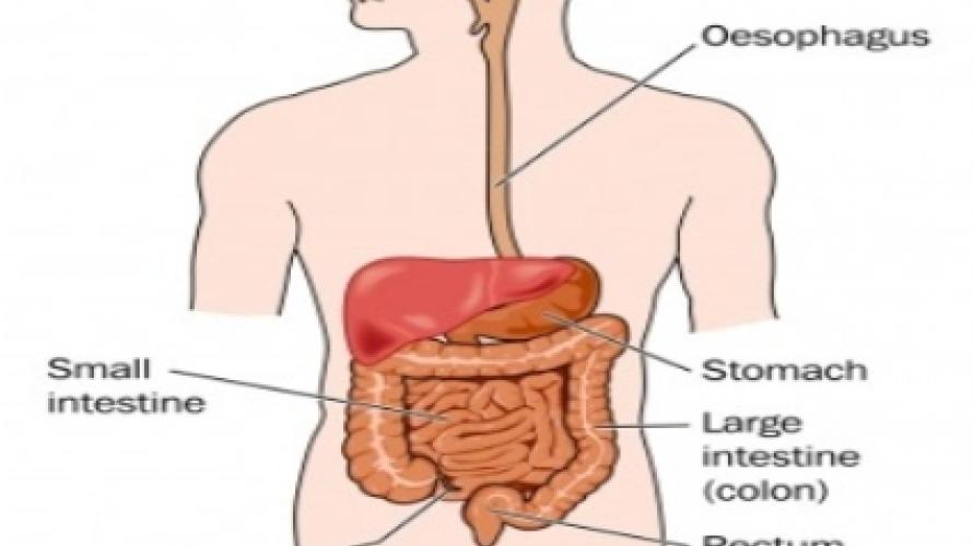 El funcionamiento intestinal después de una lesión de la médula espinal