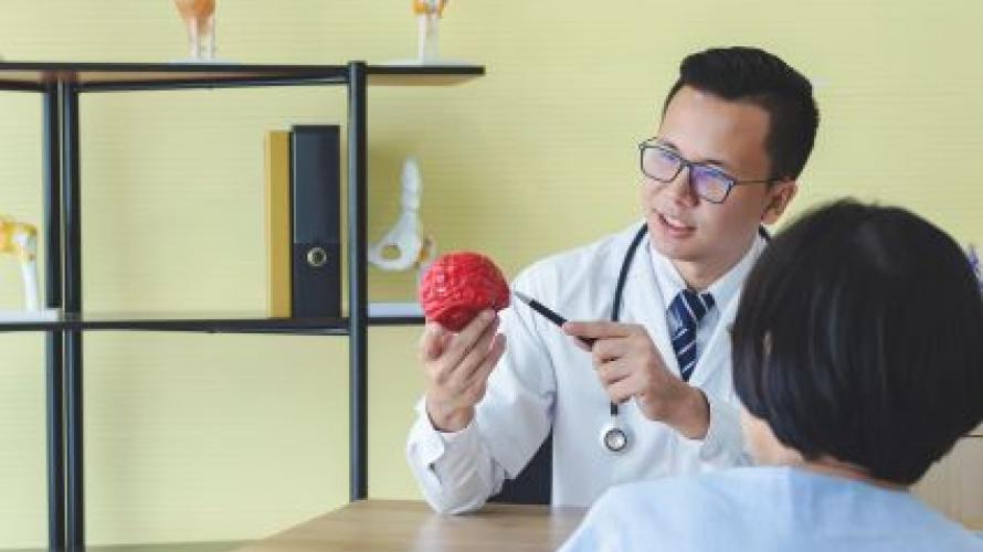 Doctor looking at model of a brain