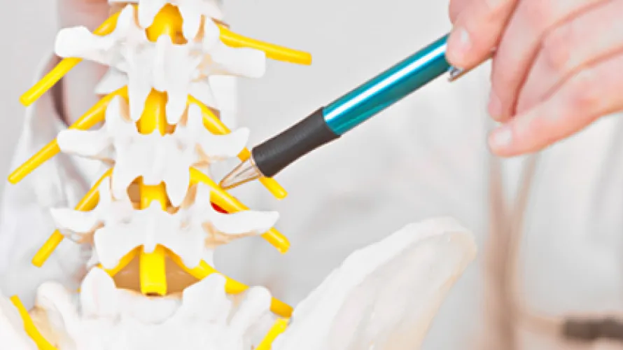 Doctor pointing at fake spine with pen