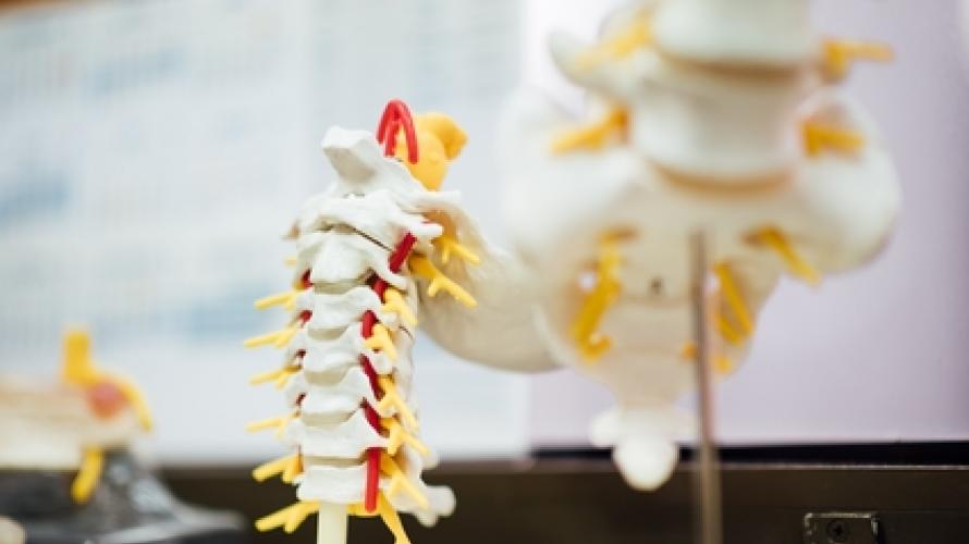 Model spinal column